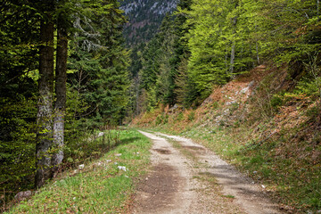 Fototapeta na wymiar A path in forests of Vercors mountain range