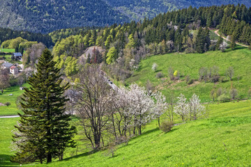 Fototapeta na wymiar Springtime blossom on some trees in a mountain landscape of Vercors