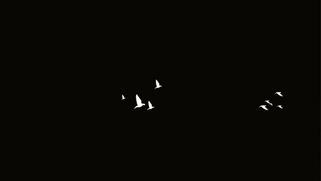 birds flying effect background and 2d animation