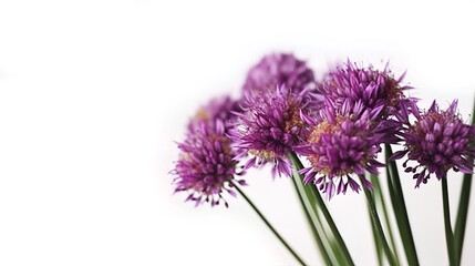 Purple allium flower on white background,  luxury floral background, card. Generative AI.