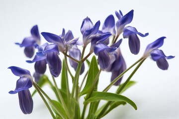 Bluebell flower, on white background (Ai generated)