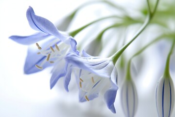 Bluebell flower, on white background (Ai generated)