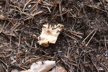 mushroom on the ground