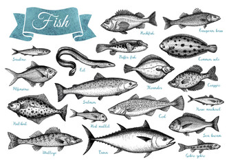Fish big collection. - 601126516