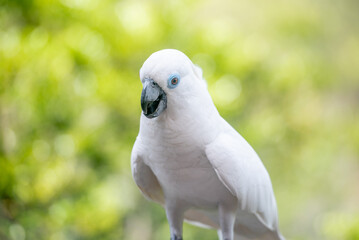 white crested cockatoo