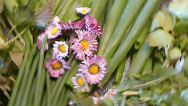 Rotating Plate of healthy freshly picked green leaves of herbs and spices and edible daisy flowers - Allium schoenoprasum, Common nettle, Lovage, Common dandelion, Field balm, Eurasian wild garlic. 