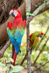 red and green macaw