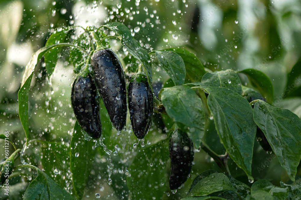 Wall mural Jalapeno hot pepper plant under raindrops. Watering plants. Ripening pepper in garden. Growing plants. Hot pepper, spices. Agriculture. Front view. Background of green leaves. Soft focus.