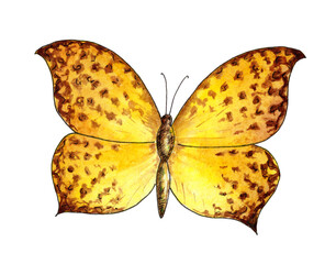 Yellow orange watercolor butterfly isolated on the white background