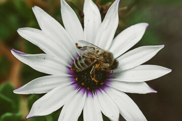 Abeja polinizando una margarita africana