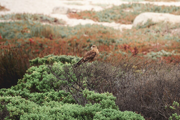 Ave rapaz observando la naturaleza