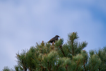 a starling, sturnus vulgaris, is perching on a swiss stone pine at a sunny spring day