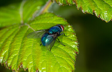 The common greenbottle, Lucilia Caesar. At rest on a leaf, rear three quarter view