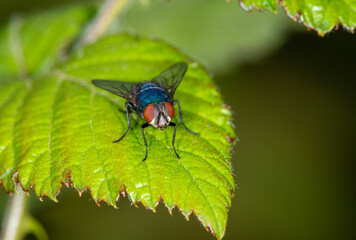 The common greenbottle, Lucilia Caesar. At rest on a leaf, front view showing red compound eyes
