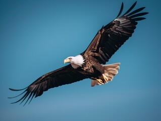 Fototapeta na wymiar A bald eagle soaring through the air. Generative AI image.