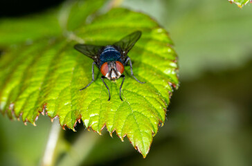 The common greenbottle, Lucilia Caesar. At rest on a leaf, front view showing red compound eyes