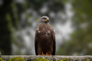 A closeup shot of a black kite isolated on a clear blue sky