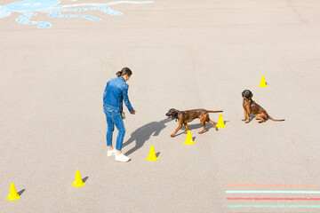 tracker dogs learning obedience