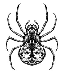 Spider sketch isolated. Top view. Hand drawn insect illustration