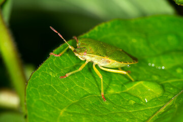 the common green shieldbug Palomena prasina in April on a leaf .  Front three quarter view