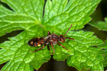 A little nomad bee, Nomada flavoguttata, resting on a leaf.  Beautiful eyes,