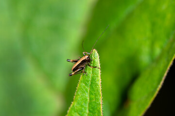 The nymph (Instar) of the dark bush cricket Pholidoptera griseoaptera walking round a leaf in Spring