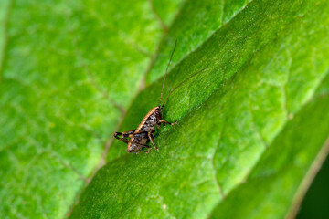 The nymph (Instar) of the dark bush cricket Pholidoptera griseoaptera walking round a leaf in Spring