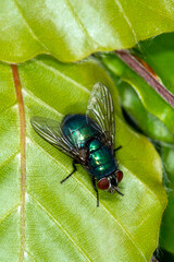 The common greenbottle, Lucilia Caesar. At rest on a leaf, front view showing red compound eyes