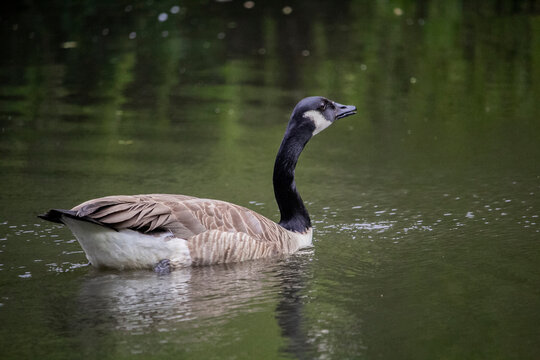 The Canada goose, sometimes called Canadian goose. Branta canadensis