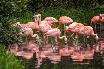 The American flamingo standing in water with reflection. Phoenicopterus ruber