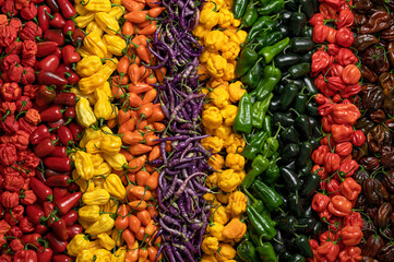Different types of peppers are laid out in rows. Colored bright spices. Habanero, Jalapeno, Fatalii, Bueno Mulato, Bhut Zholokia, Padron, 7 Pot Brain Strain. Lots of hot peppers. Top view. - obrazy, fototapety, plakaty