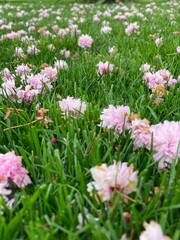 Fototapeta premium Pink Cherry Blossom Flowers On The Grass. Sakura Flowers On The Grass.