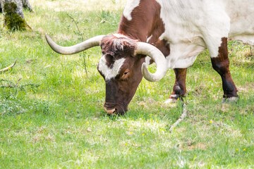 Portrait of a brown and white ox with long horns, grazing in a meadow during the day. Close up, selective focus, concepts.