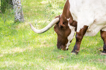 Portrait of a brown and white ox with long horns, grazing in a meadow during the day. Close up, selective focus, concepts.