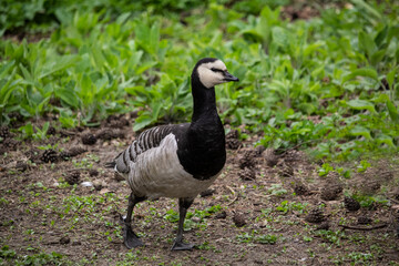 Naklejka na ściany i meble The Canada goose, sometimes called Canadian goose. Branta canadensis