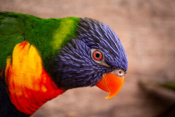 Rainbow Lorikeet Trichoglossus haematodus Closeup. Trichoglossus moluccanus