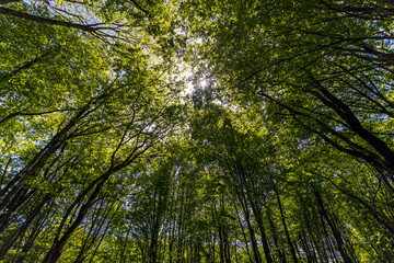Fototapeta premium Bottom up view of lush green tree foliage with afternoon sun. Walk through the forest with large green trees. summer background,