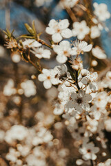 Close-up of white flowers in a blooming tree