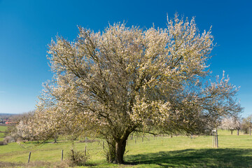 Blooming Tree on a Sunny Spring Day