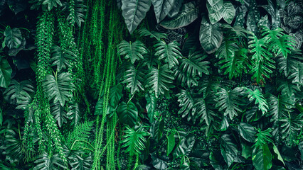 Close up group of background green leaves texture and abstract background. Tropical leaf nature concept.