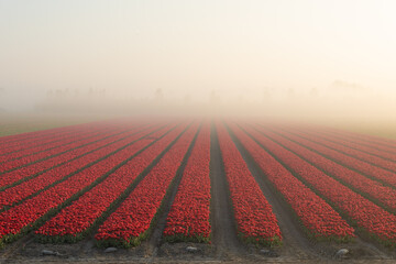 Obraz premium A field of tulips in the pre-dawn mist