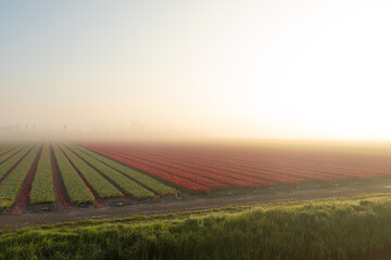 Fototapeta premium A field of tulips in the pre-dawn mist