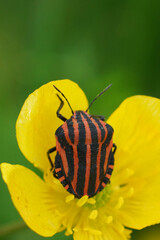 Vertical closeup on the red and black striped shieldbug, Graphosoma italicum in a yellow buttercup flower