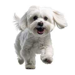 Obraz premium Maltese isolated on transparent background.