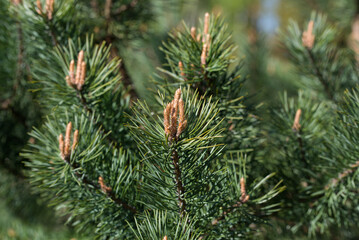 Pinus sylvestris, Scots pine young buds closeup selective focus