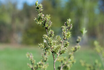 Goat willow,  Salix caprea female flowers selective focus