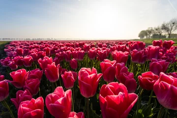 Foto op Aluminium A field of tulips at sunrise © Shumperk