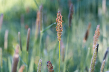 Alopecurus, foxtail grass flowers closeup selective focus