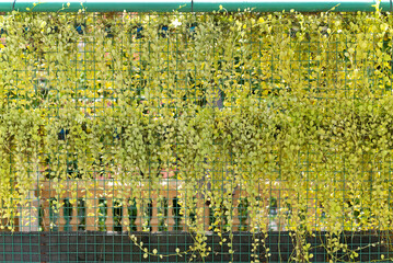 ivy plant on lattice fence, pattern of green plant