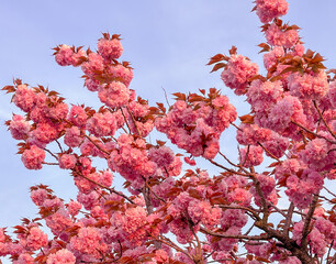 Sakura Tree on blue sky background